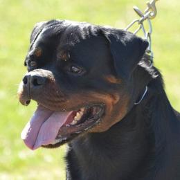 Seiko - Rottweiler