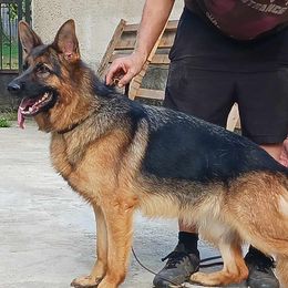 Jaara - German Shepherd