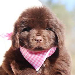 Jessica (rabbit) Lt. Pink collar - Brown female Newfoundland puppy in Kimball Twp, Michigan from Pine River Newfoundlands