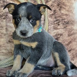 Sage - Blue speckled female Australian Cattle Dog puppy in Prescott Valley, Arizona from HT Heelers