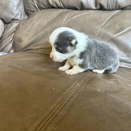 Blue boy 1 - Blue male Pembroke Welsh Corgi puppy in Clinton, Tennessee from High Hopes Farm