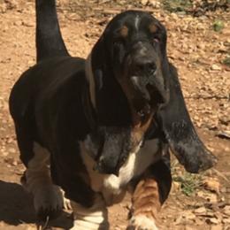 Burger - Basset Hound