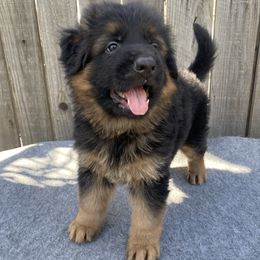 AKC Green Boy - Black and red German Shepherd puppy in Bakersfield, California from Aguirre Farm