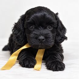 Cavapoo and Cockapoo Puppies from The Barkery