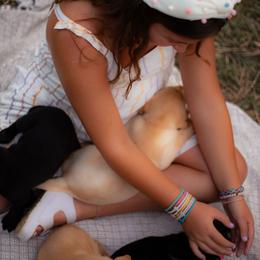 Labrador Retriever Puppies from UC Labradors