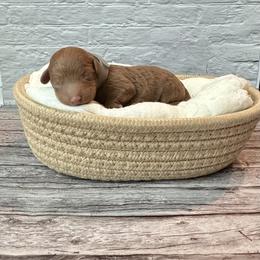 Lucky (AKC) - Red  male Poodle puppy in Riverside, California from Red Toy Poodle World