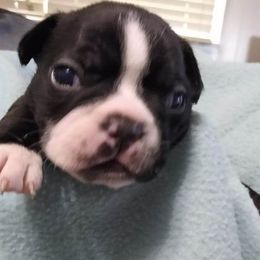 Boston Terrier Puppies from Shadow Town Boston's