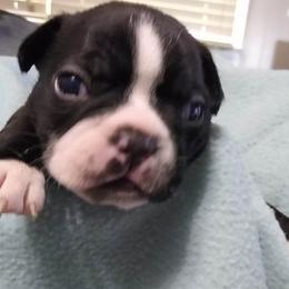 Boston Terrier Puppies from Shadow Town Boston's