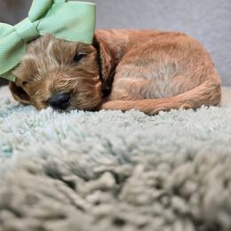 Hera - Red female Cavapoo puppy in Roseville, California from Heavenly Goldendoodles