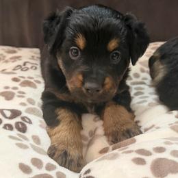 Raven - Black tri female Miniature Australian Shepherd puppy in Apache Junction, Arizona from Circle T Mini Aussies