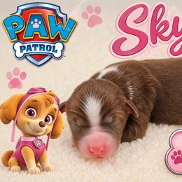 Skye - Red tri female Miniature Australian Shepherd puppy in Apache Junction, Arizona from Circle T Mini Aussies