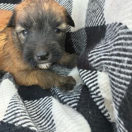 Ariel - Wheaten female Soft Coated Wheaten Terrier puppy in Nokomis, Illinois from Windhill Wheatens