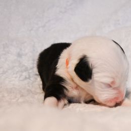 Old English Sheepdog Puppies from Midwest Puppy Paws