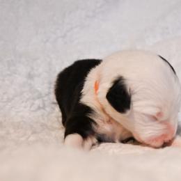 Old English Sheepdog Puppies from Midwest Puppy Paws