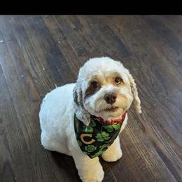 Tanzi - Merle female Cockapoo puppy in Anderson, South Carolina from Cackalacky Companions