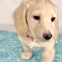 Cheddar - Cream male Dachshund puppy in Sacramento, California from MiniDoxPups