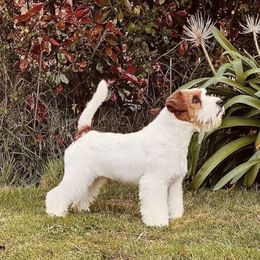 Sonny - Russell Terrier
