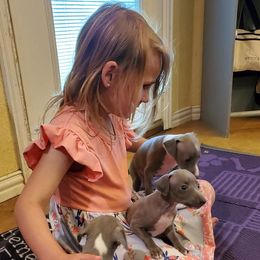 Boston Terrier and Italian Greyhound Puppies from 4Ever Boston Terriers & Italian Greyhounds