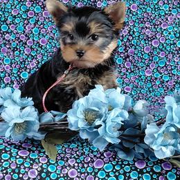 Donnie - Blue and gold male Yorkshire Terrier puppy in Pinellas Park, Florida from Silversands Yorkshire Terriers