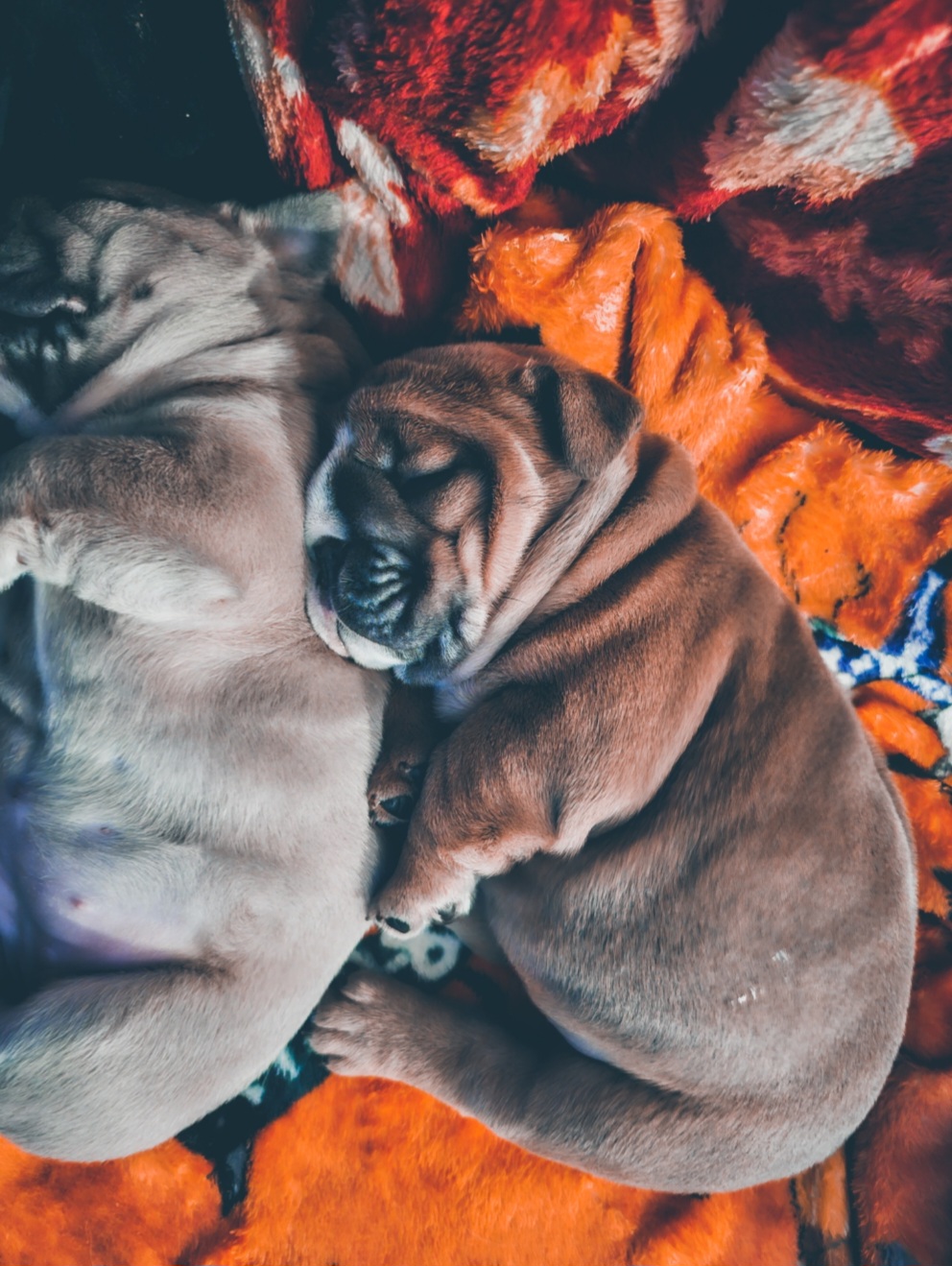 "Carnage x Paczki Summer 2023 litter" Bulldog Puppies from Illinois Bullies Kennel