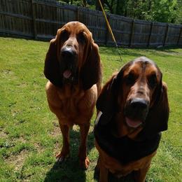 Lando And River - Red male Bloodhound puppy in Conway, Missouri from Ozark Mountain Kennel
