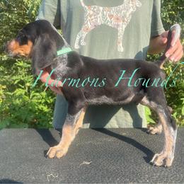 Walter - Blue ticked and tan male Bluetick Coonhound puppy in Mount Pleasant, Texas from Harmons Hounds