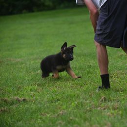 German Shepherd Puppies from Riverline Shepherds