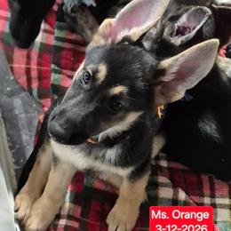 Orange collar girl - Black and cream female German Shepherd puppy in White Cloud, Michigan from Mcintire German Shepherds