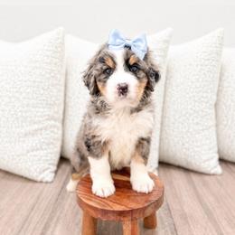 Female 0771 - Blue merle female Bernedoodle puppy in Ormond Beach, Florida from Florida Coast Doodles