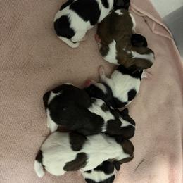 Havanese Puppies from Gatsu Goldens & Havanese