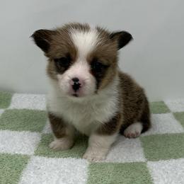 Stella - Brindle and white female American Corgi puppy in Waco, Texas from The Comma Corgis
