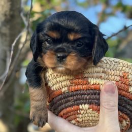 Cavalier King Charles Spaniel Puppies from Royal Mile Cavaliers
