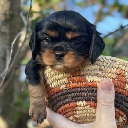 Cavalier King Charles Spaniel Puppies from Royal Mile Cavaliers