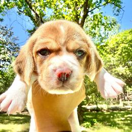 Cheesecake - Tan and white female Beagle puppy in Judsonia, Arkansas from Mayberry Acres Beagles and Basset Hounds