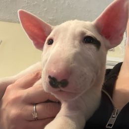ATHENA - White Bull Terrier puppy in Jasper, Indiana from Beautiful Bullies