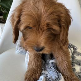 Astro - Apricot male Goldendoodle puppy in Gilbert, Arizona from DogHouse Doodles