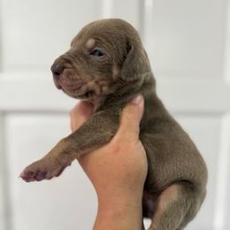 Myrtle Wilson - Silver female Great Dane puppy in Florida from Beachside Kennels