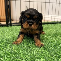 Collar green - Black and tan male Cavalier King Charles Spaniel puppy in Texas from Meyer's Cavalier
