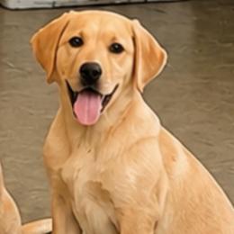 Dash - Yellow male Dilute Retriever puppy in Baldwin City, Kansas from Hedge Lane Labradors