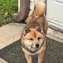 Koda - Shiba Inu