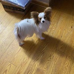Petey - Papillon