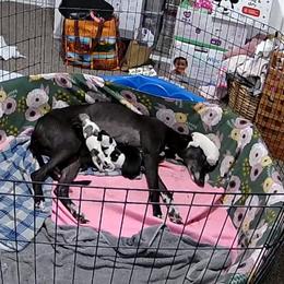 Golden Retriever and Greyhound Puppies from K and E Kennels