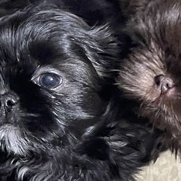 Shih Tzu Puppies from Winnie the Tzu’s Too
