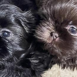 Shih Tzu Puppies from Winnie the Tzu’s Too