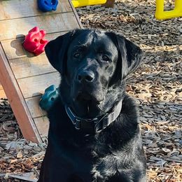 Labrador Retriever All Grown Up from Redfearn Retrievers