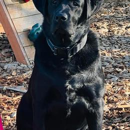 Labrador Retriever All Grown Up from Redfearn Retrievers