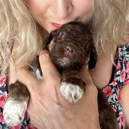 Lagotto Romagnolo Puppies from Anna’s Lagottos