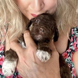 Lagotto Romagnolo Puppies from Anna’s Lagottos