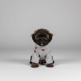 Bernedoodle and Poodle Puppies from AVCpoodles