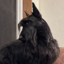 McGyver - Scottish Terrier
